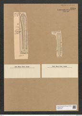Clavicula polymorpha var. tumida Pant. (de-Toni-Nr.: Genus 75, Species 2800) Zeichnungen Sammlung Grunow Nr. 5755 (NHMW-BOT-W0374145)